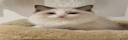 Ragdoll gatos en venta: Hembra Blue bicolor  - Anuncio 1