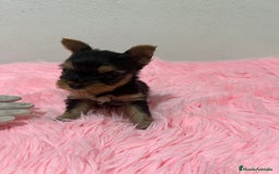 Yorkshire Terrier perros en venta: Yorkshire miniatura macho  - Imagen 2
