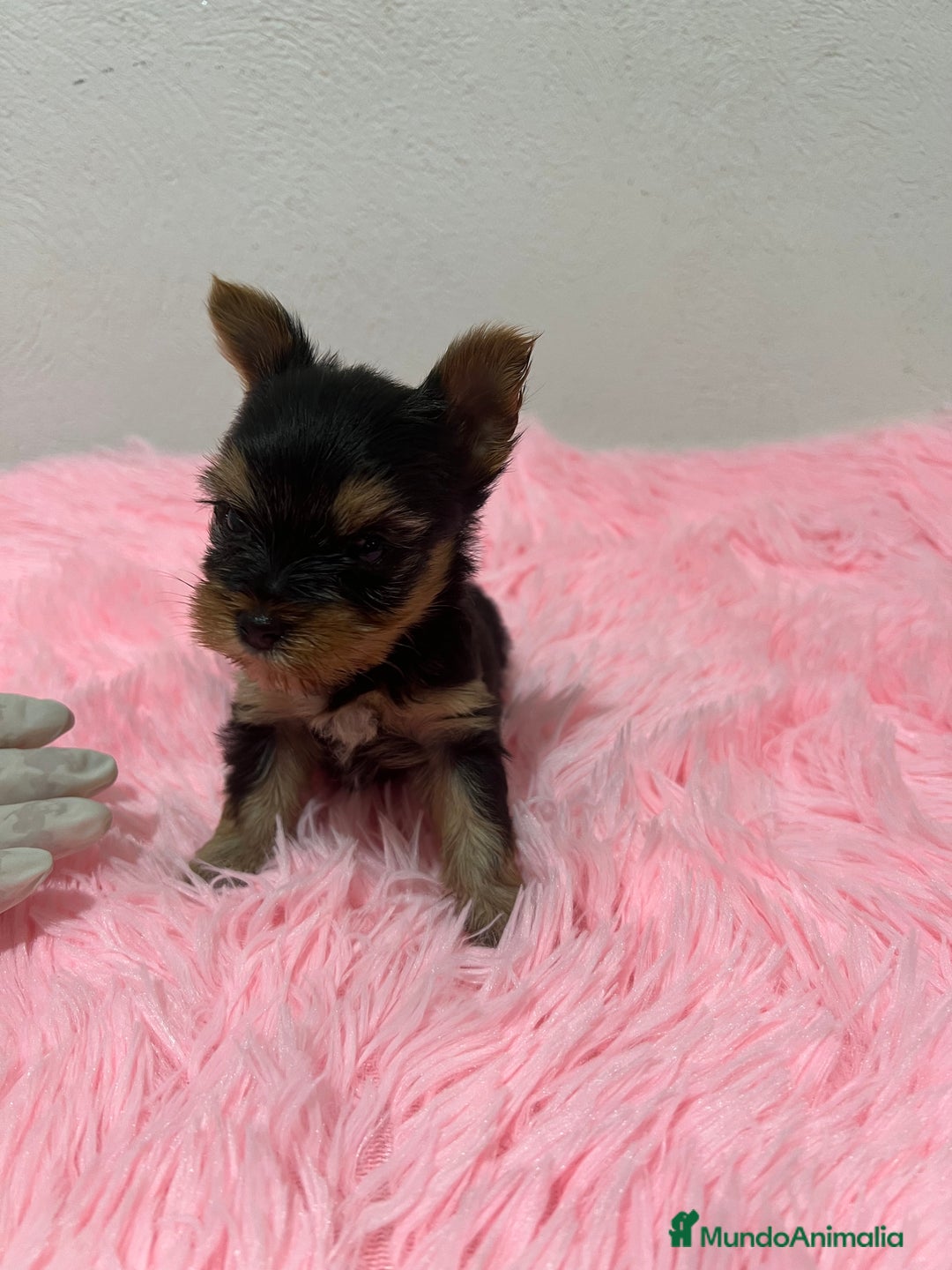 Yorkshire Terrier perros en venta: Yorkshire miniatura macho  - Imagen 2
