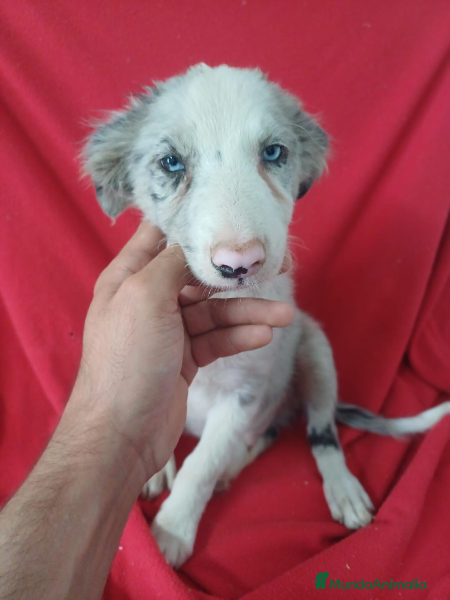 Border Collie perros Border Collie Merle  - Anuncio 1