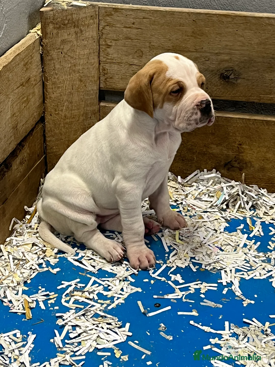 Pointer perros en venta: Benidorm Caraby pointer inglés  en Alicante - Anuncio 12