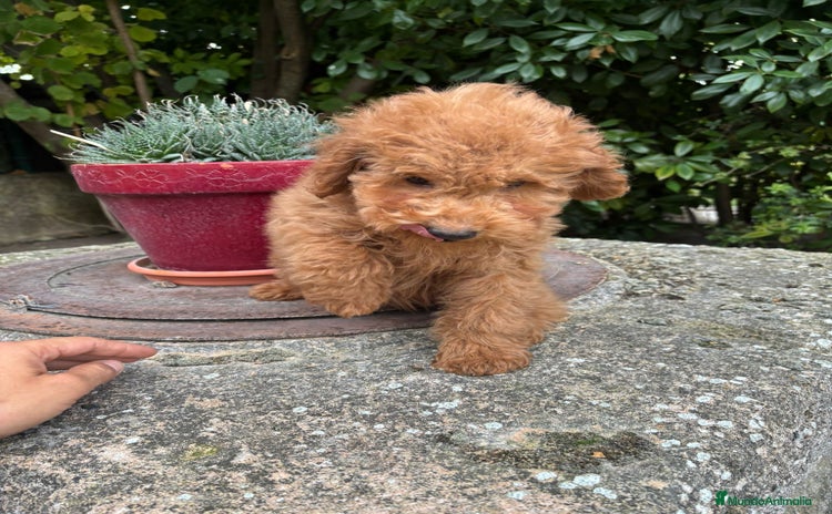 Caniche Enano perros - Anuncio 1