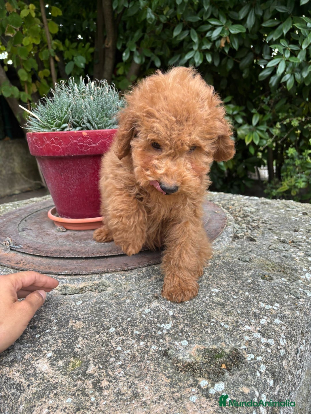 Caniche Enano perros en venta: ❗❗❗ OPORTUNIDAD  - Imagen 1