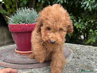 Caniche Enano perros - Anuncio 1