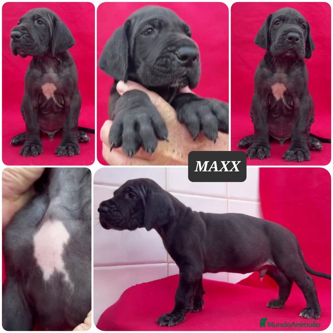 Dogo Alemán perros en venta: Cachorros bebes - Imagen 1