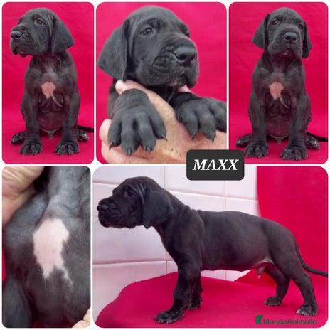 Dogo Alemán perros - Anuncio 2