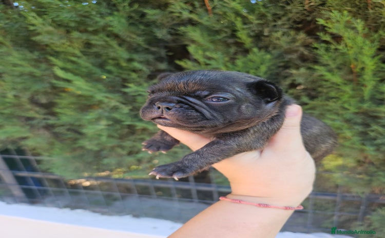Bulldog Francés perros - Anuncio 4