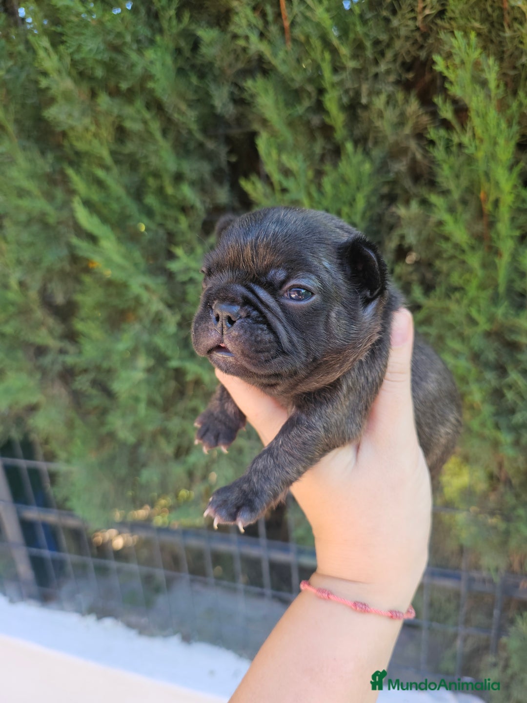 Bulldog Francés perros en venta: Bulldog francés brindle - Imagen 1