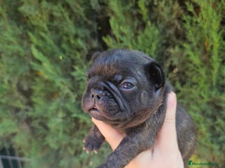 Bulldog Francés perros - Anuncio 2