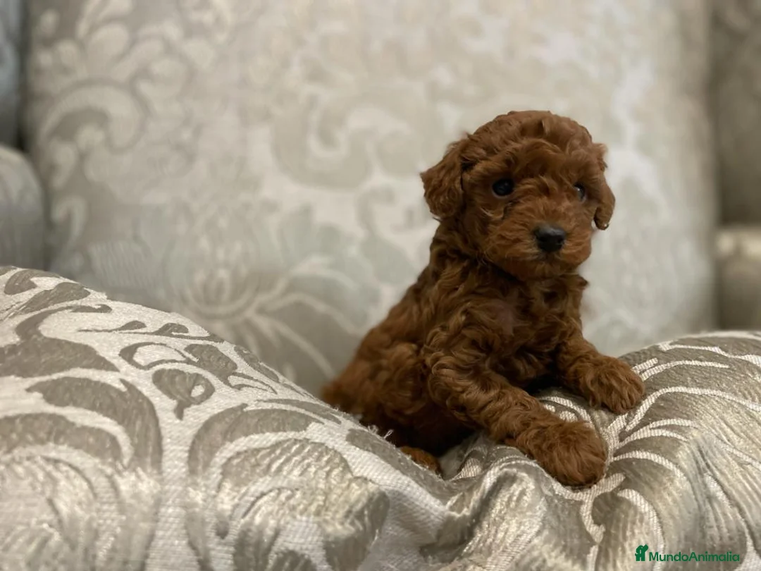 Caniche Toy perros en venta: caniche toy en Madrid - Anuncio 4