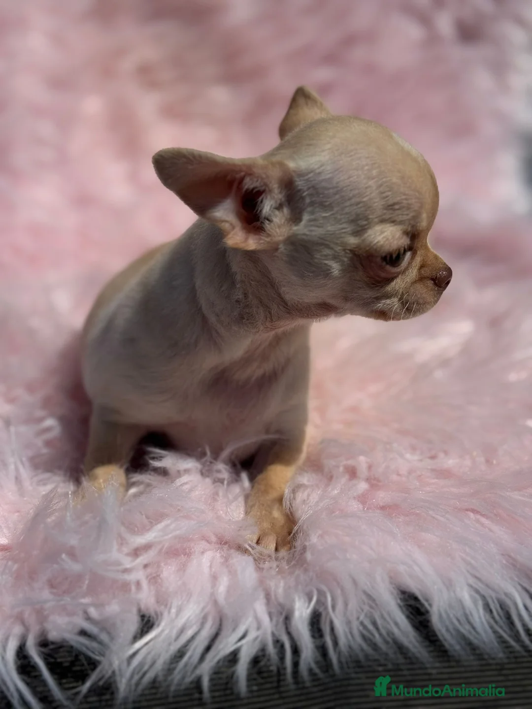 Chihuahua perros en venta: DIMINUTA CHIHUAHUA RED NOSE LÍNEA RUSA en Barcelona - Anuncio 3