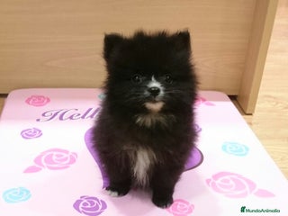Pomerania perros en Barcelona - Anuncio 37