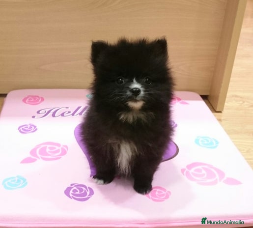 Pomerania perros en Barcelona - Anuncio 15