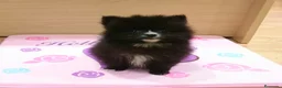 Pomerania perros en venta: Lulús de Pomerania en Barcelona - Anuncio 1