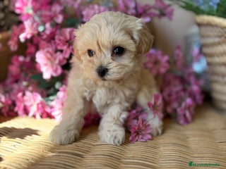 Maltipoo perros - Anuncio 31