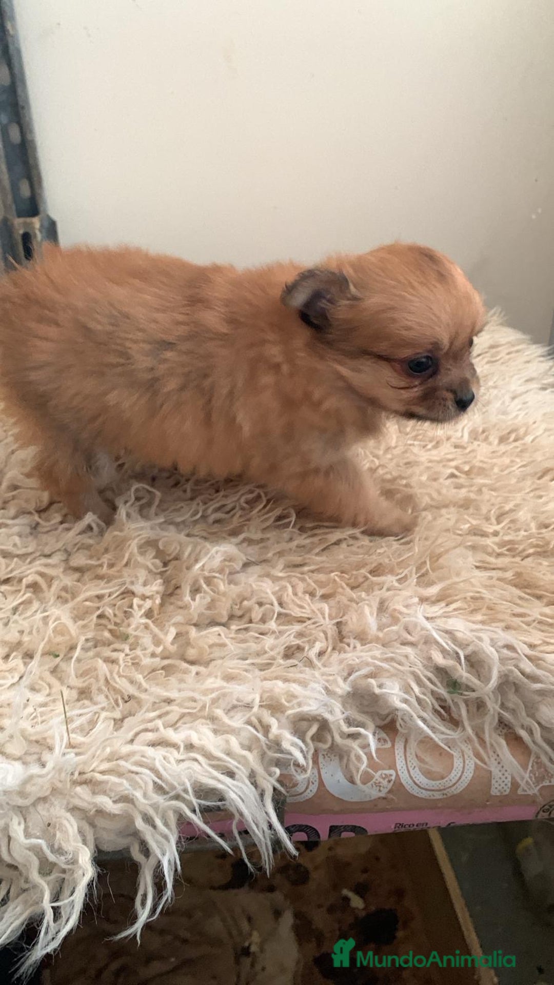 Pomchi perros en venta: Pomchi hembrita preciosa - Anuncio 3