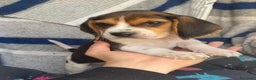 Beagle perros en venta: BEAGLE //// BICOLOR  en Badajoz - Anuncio 4