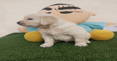 Golden Retriever perros - Anuncio 1