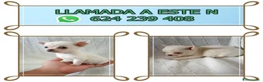 Chihuahua Cachorro 7
