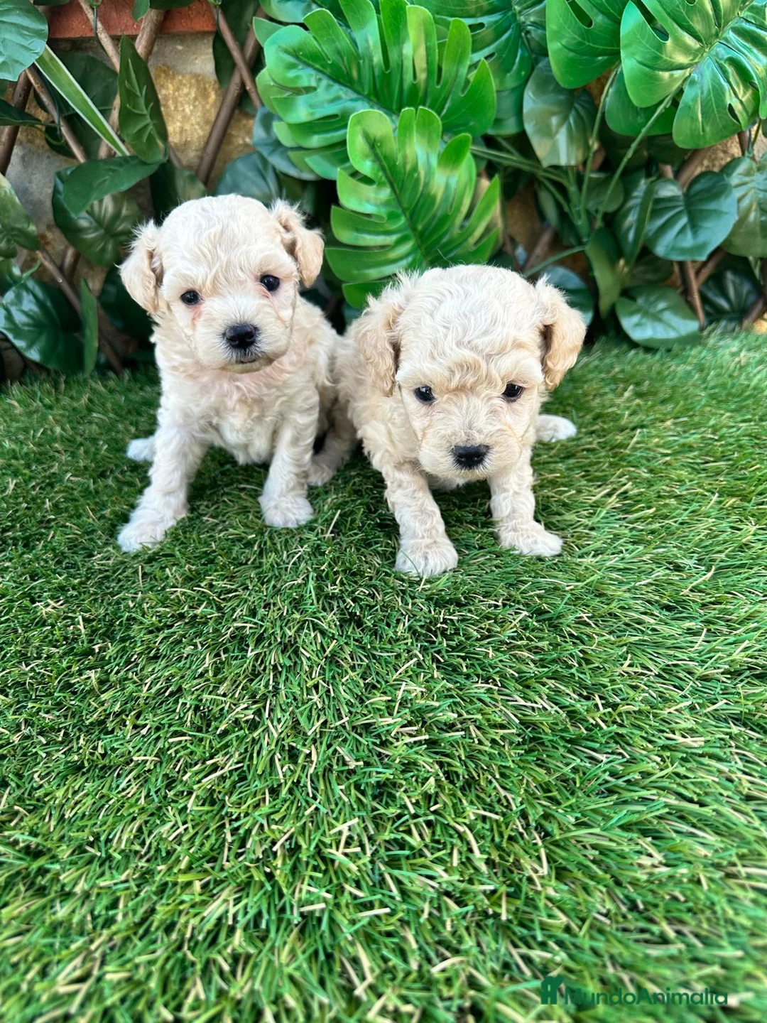 Caniche Toy perros en venta: Preciosa camada raza Caniche Toy  en Granada - Anuncio 4