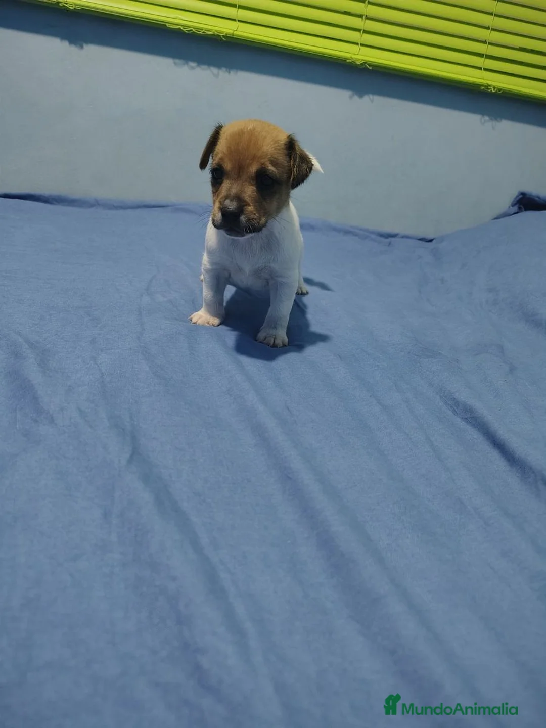 Jack Russell Terrier perros en venta: Jack Russell Puppies !! - Anuncio 2