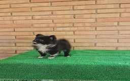 Pomerania perros en venta: Pomerania toy mini - Imagen 7