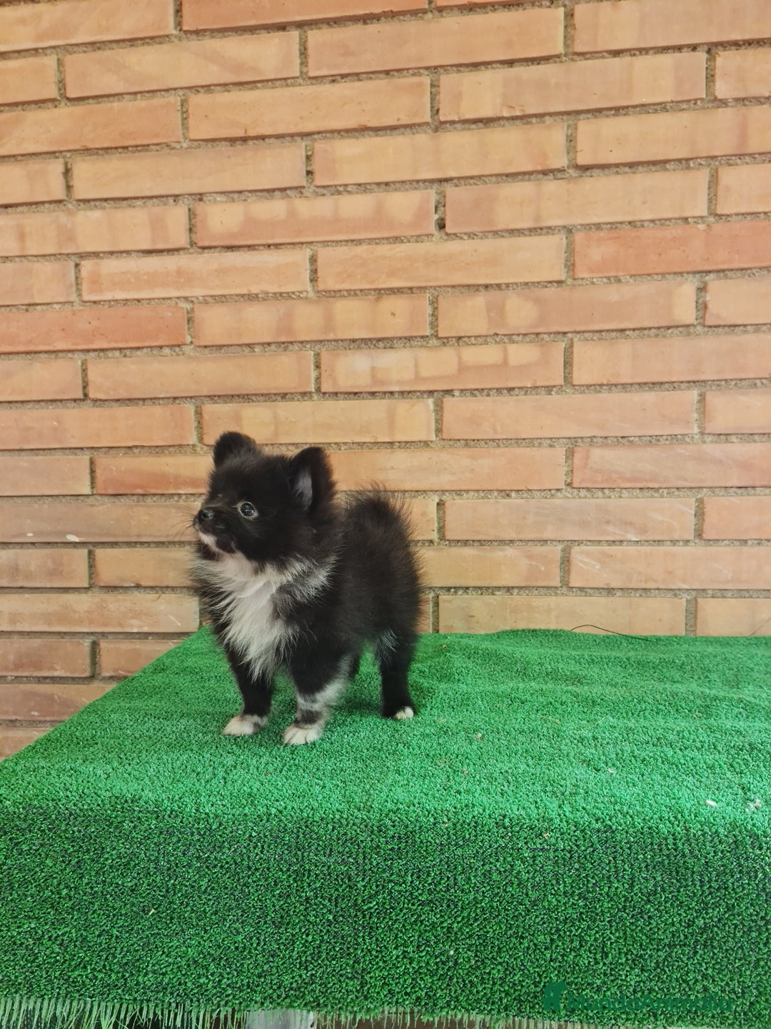 Pomerania perros en venta: Pomerania toy mini - Imagen 7