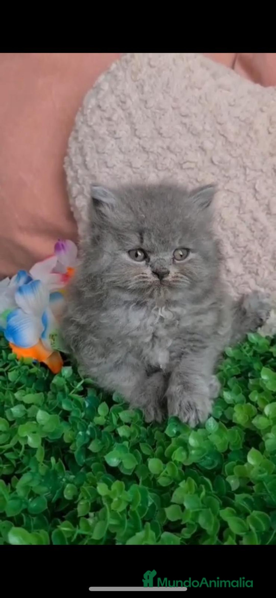 Británico de Pelo Largo gatos en venta: Brithis Blues pelo largo  - Imagen 2