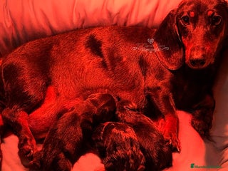 Teckel perros en Cantabria - Anuncio 20