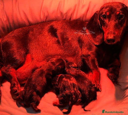 Teckel perros en Cantabria - Anuncio 17