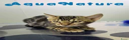 Bengalí gatos en venta: Bengali Macho de Bengala y Marbel 1890 AQUANATURA - Anuncio 4