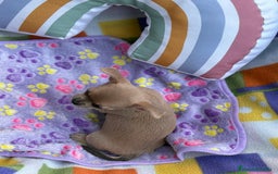 Chihuahua perros en venta: Hembrita chihuahua toy - Imagen 9
