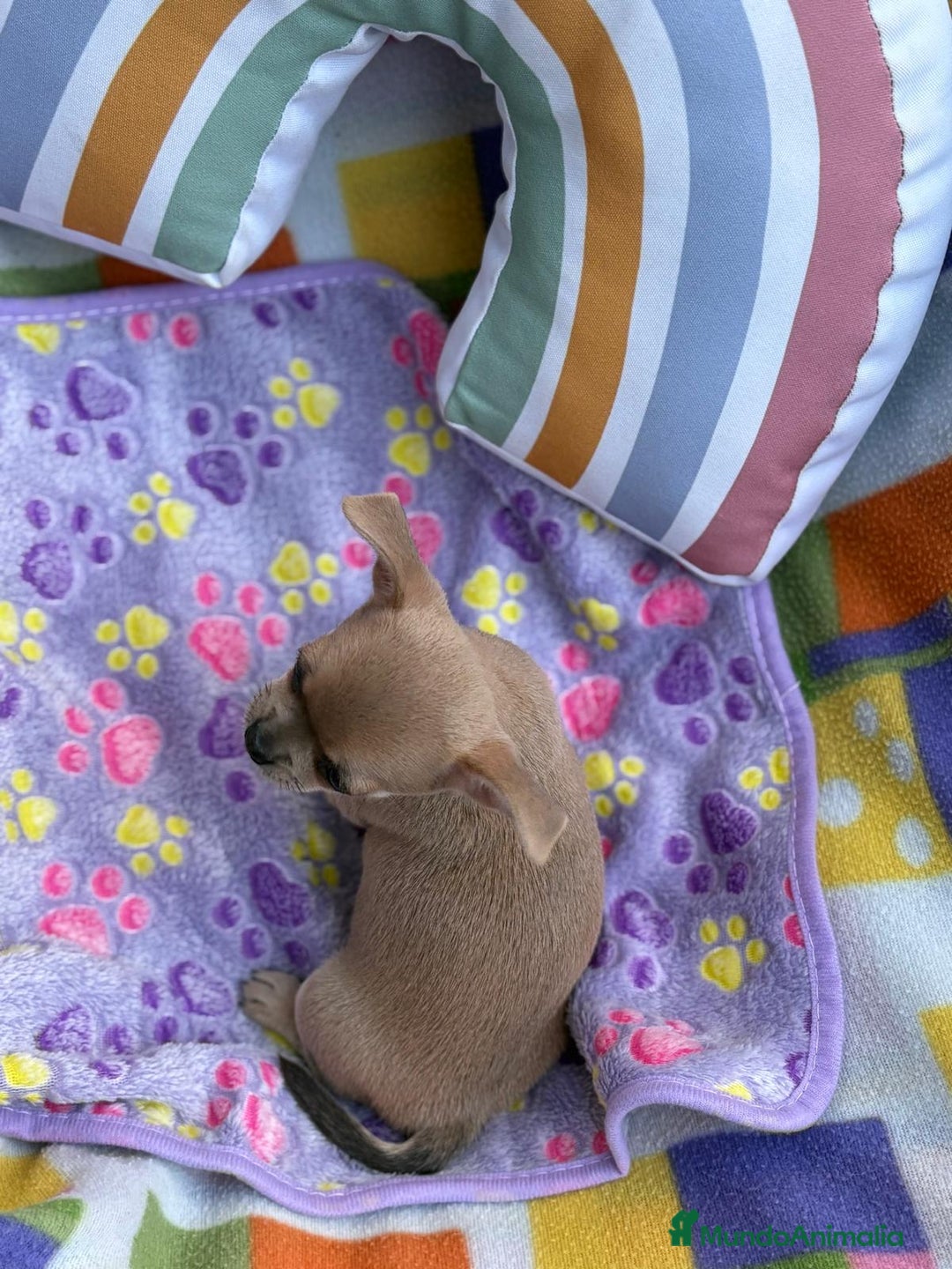 Chihuahua perros en venta: Hembrita chihuahua toy - Imagen 9