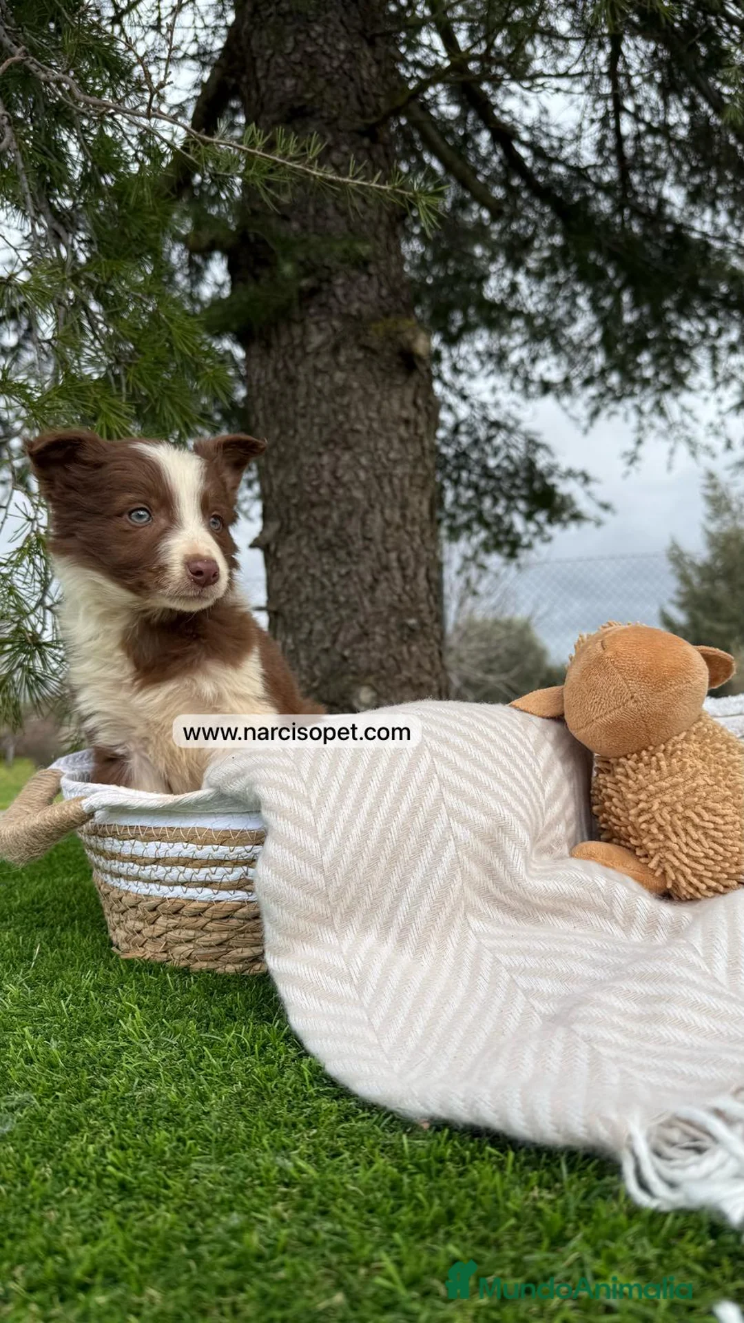 Border Collie perros en venta: BORDER COLLIE CHOLATE MACHO en Asturias - Anuncio 3