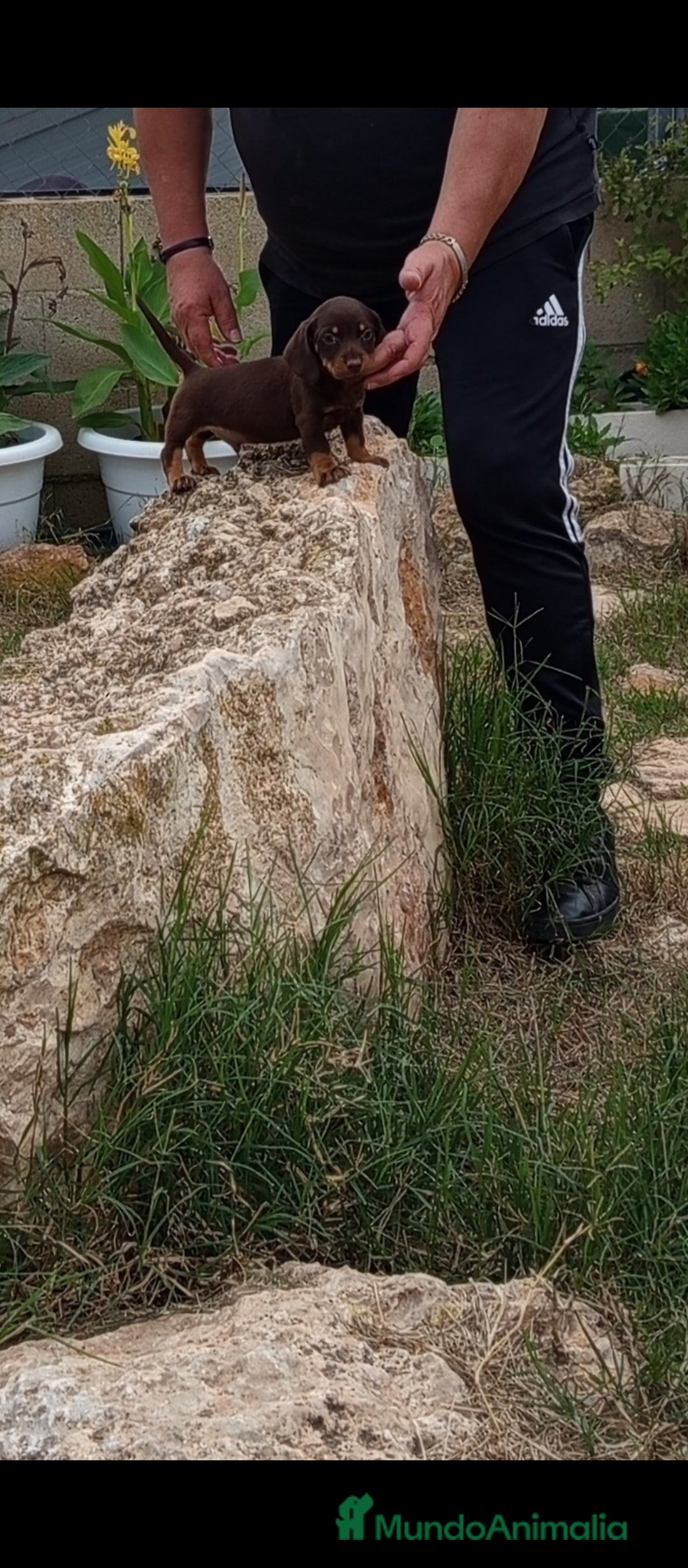 Teckel Miniatura perros en venta: Precioso macho de teckel miniatura  - Imagen 1