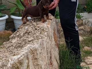 Teckel Miniatura perros - Anuncio 27