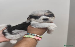 Morkie perros en venta: MORKIE  - Imagen 2