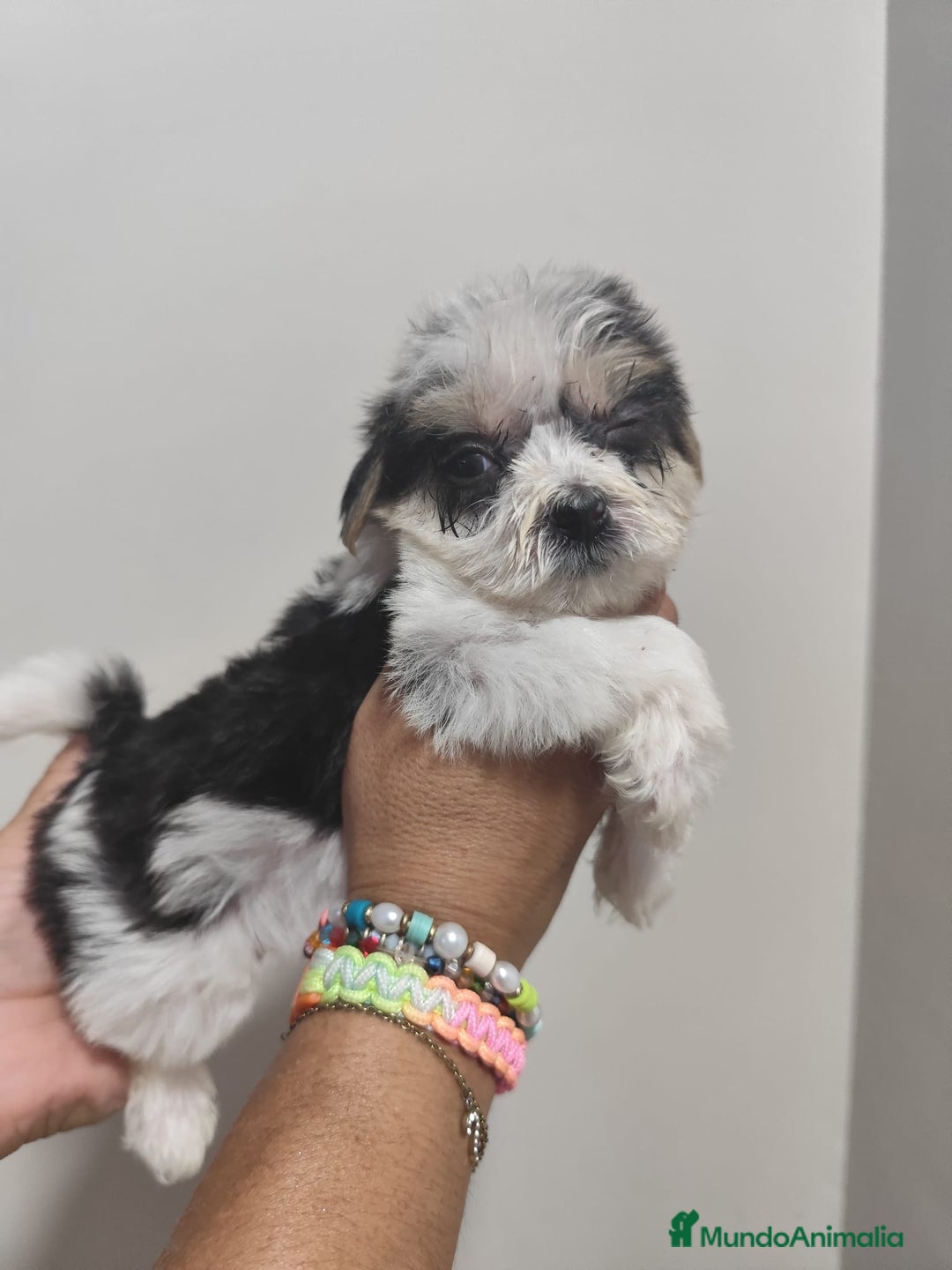 Morkie perros en venta: MORKIE  - Imagen 2