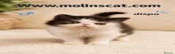 Persa gatos en venta: Persa blanco y negro  - Anuncio 1