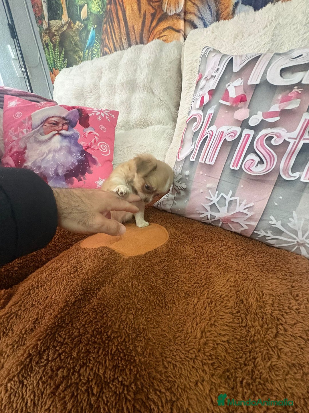 Chihuahua perros en venta: Chihuahua toy pelo largo  - Anuncio 6