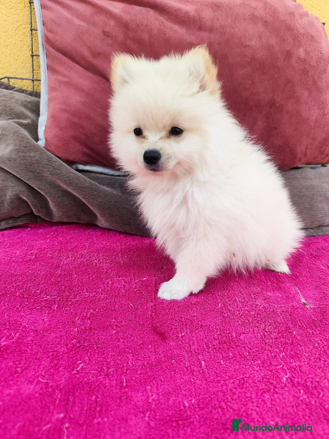 Pomerania perros en venta: Pomerania toy macho blanco  - Imagen 3