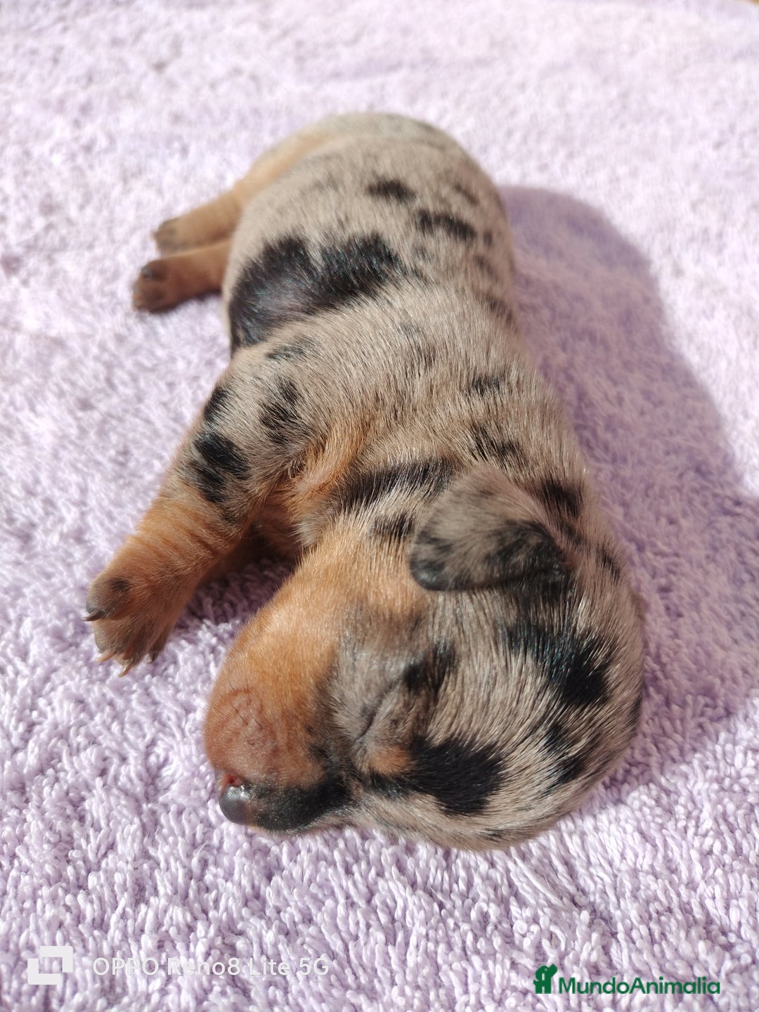 Teckel Miniatura perros en venta: Disponibles cachoros de teckel arlequines  - Anuncio 5