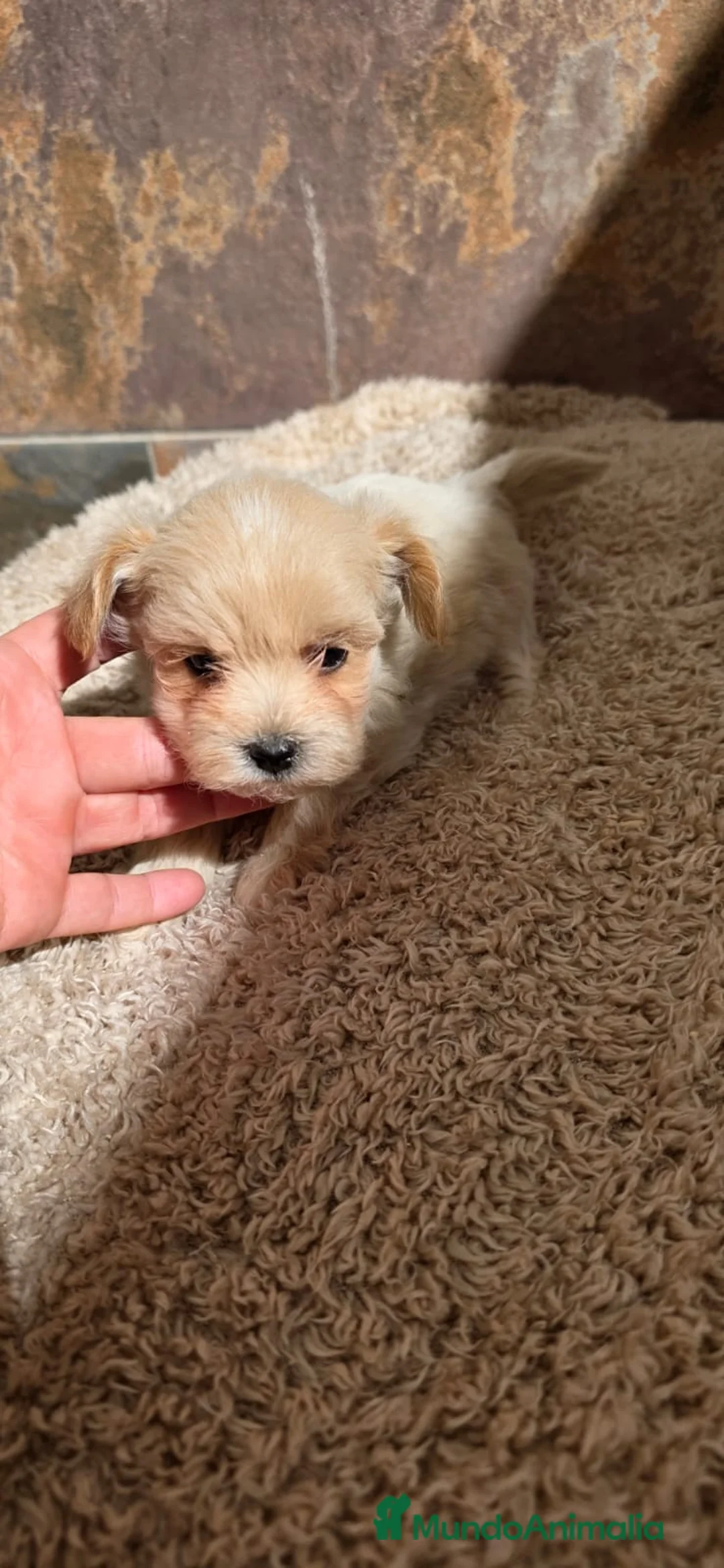 Maltipoo perros en venta: Maltipoo mintoy  - Anuncio 2