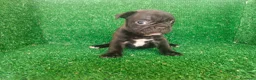 Bulldog Francés perros en venta: Bulldog francés  - Anuncio 12