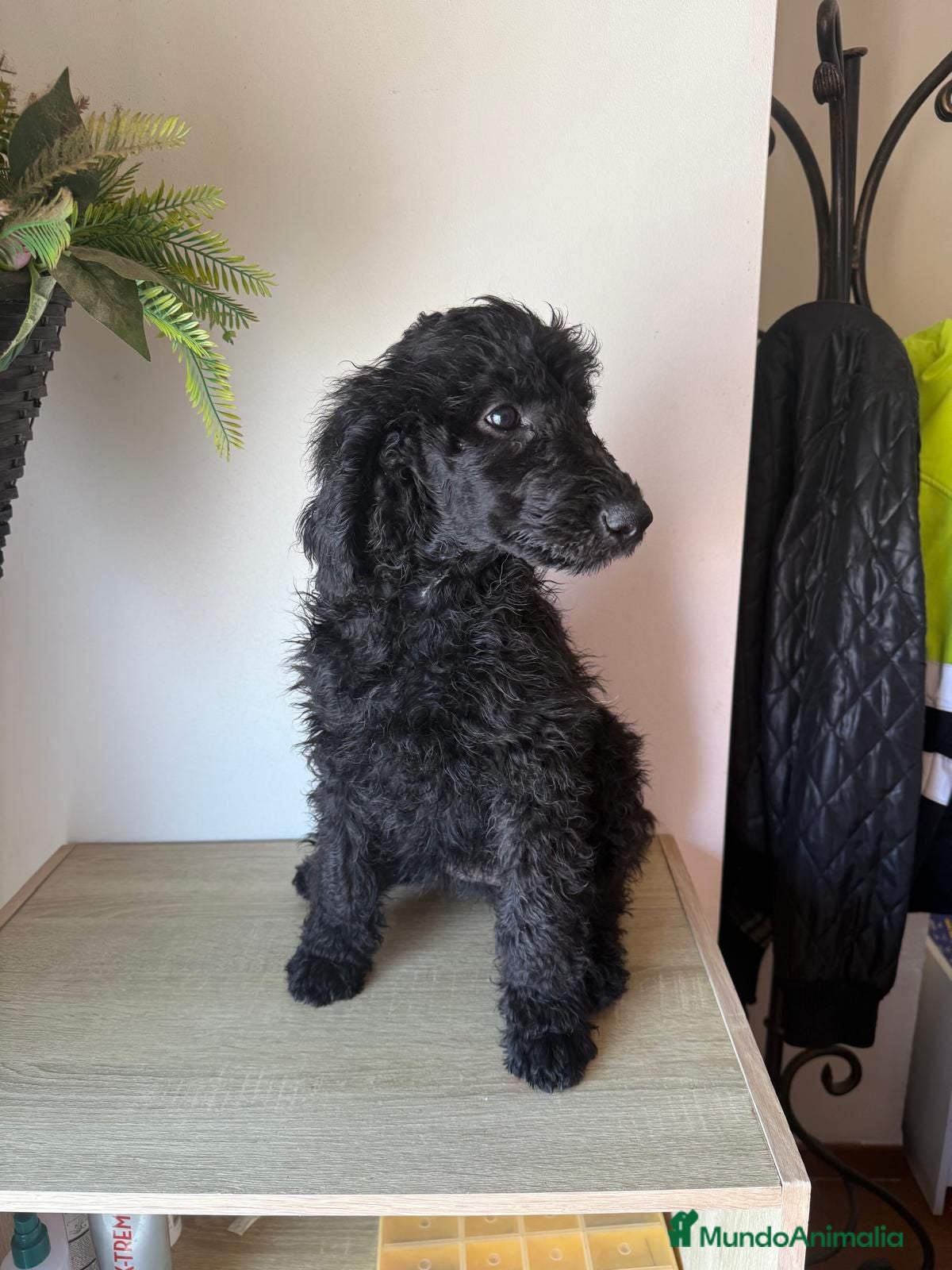 Caniche Gigante perros en venta: Caniche Gigante - Anuncio 3