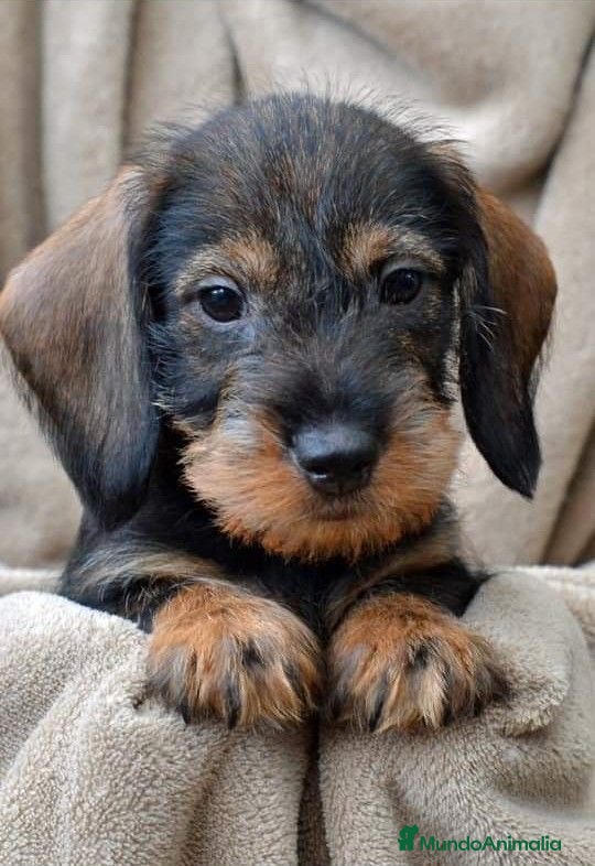 Teckel perros TECKEL PELO DURO BEBES  - Anuncio 1