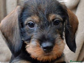 Teckel perros TECKEL PELO DURO BEBES - Anuncio 1