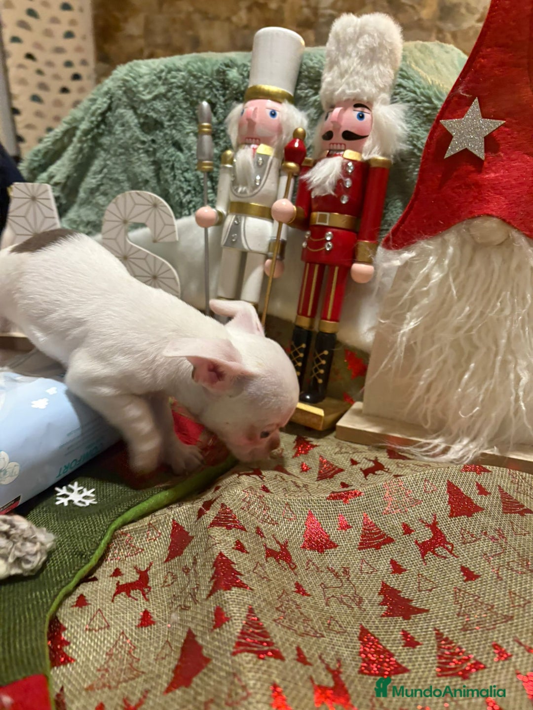 Chihuahua perros en venta: Chihuahua mini toy blanco  - Anuncio 4