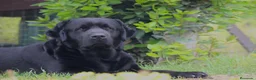 Labrador Retriever perros en venta: Labrador Retriever último macho!! - Anuncio 3