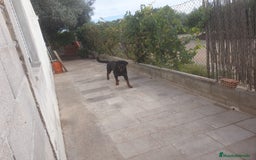 Rottweiler perros en venta: Espectacular cachorro  - Imagen 4